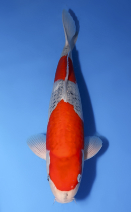 Goshiki - koi #x0430s018