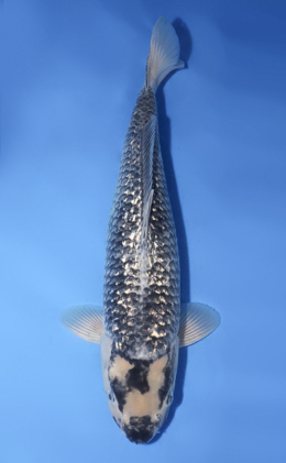 Kawari - koi #x0430s019