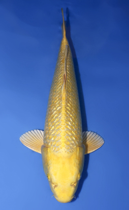 Ginrin Ogon - koi #x0430s021