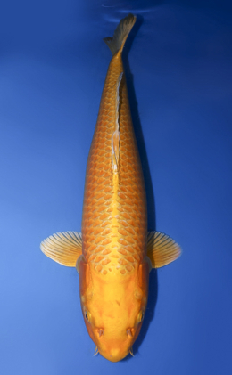 Ogon - koi #x0430s022