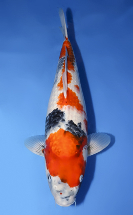 Showa - koi #x0430s023