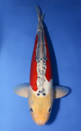 Shusui - koi #x0430s025