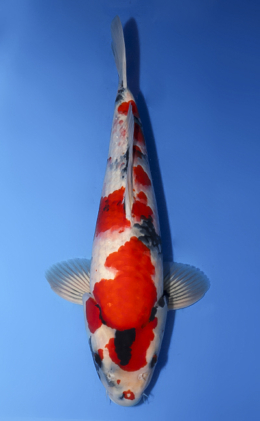 Showa - koi #x0430s026