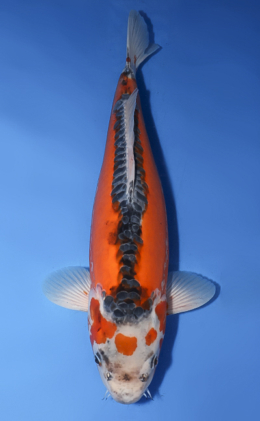 Shusui - koi #x0430s027