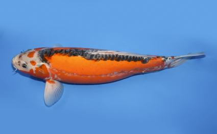 Shusui - koi #x0430s027 - Side View A