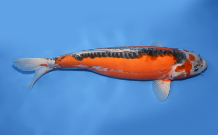 Shusui – koi #x0430s027 - Image 3