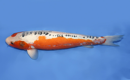Shusui - koi #x0430s029 - Side View A