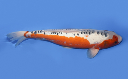 Shusui – koi #x0430s029 - Image 3