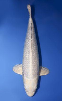 Ginrin Platinum - koi #x0430s035