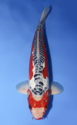 Shusui - koi #x0430s038