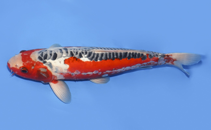 Shusui - koi #x0430s038 - Side View A