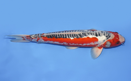 Shusui – koi #x0430s038 - Image 3