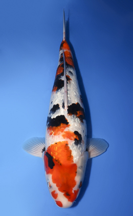 Ginrin Showa - koi #x0430s039