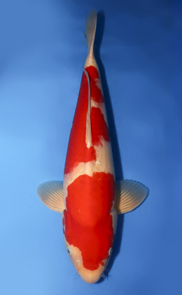 Kohaku - koi #x0430s040