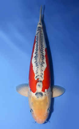 Shusui - koi #x0430s041