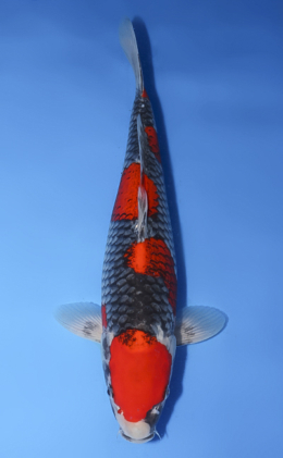 Goshiki - koi #x0430s042