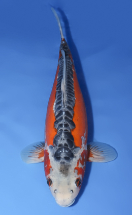 Shusui - koi #x0430s043