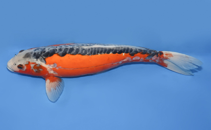 Shusui - koi #x0430s043 - Side View A