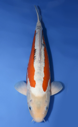 Shusui - koi #x0430s045