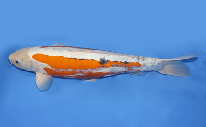 Shusui - koi #x0430s045 - Side View A
