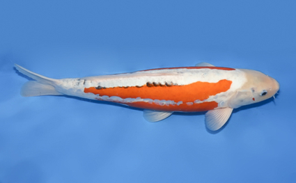 Shusui – koi #x0430s045 - Image 3