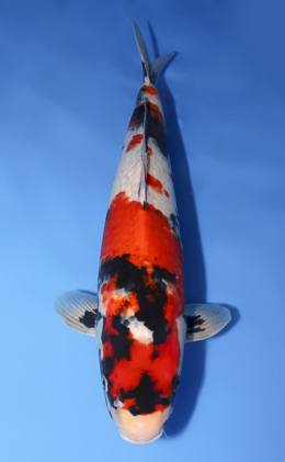 Showa - koi #x0430s046