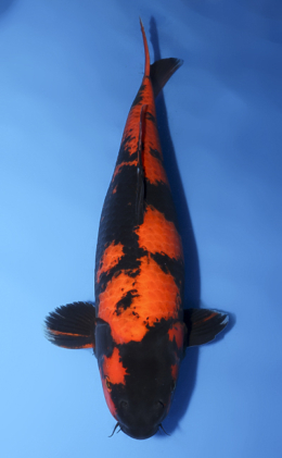 Hi Utsuri - koi #x0430s048