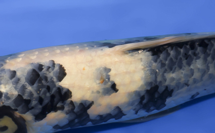 Shiro Utsuri - koi #x0430s049 - Side View A