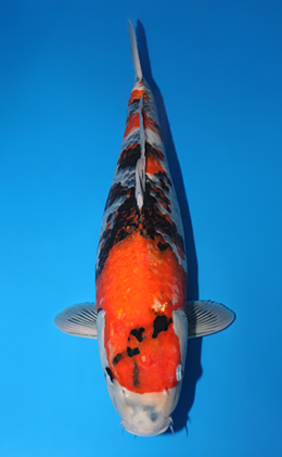 Showa - koi #x0501s003