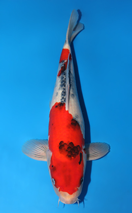 Showa - koi #x0501s009