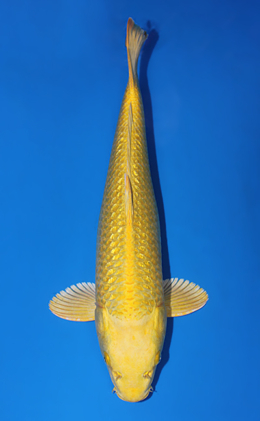 Ginrin Ogon - koi #x0501s013