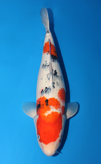 Showa - koi #x0501s015