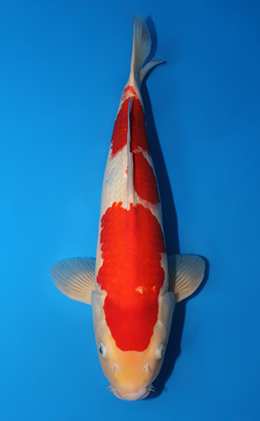 Kohaku - koi #x0501s018