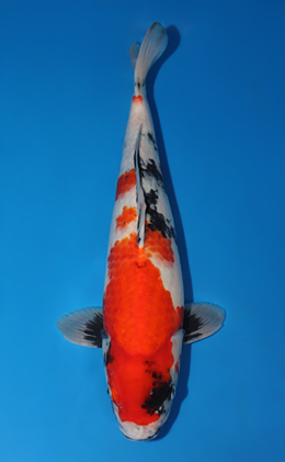 Showa - koi #x0501s019