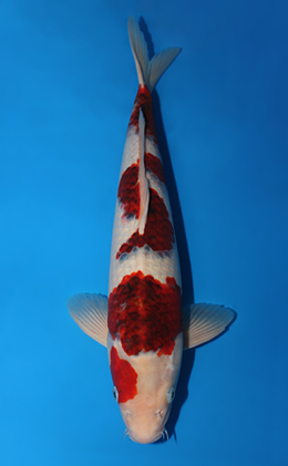 Aigoromo - koi #x0501s022