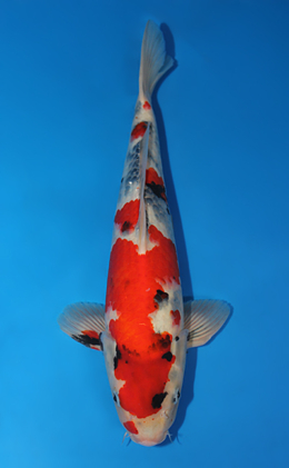 Showa - koi #x0501s023