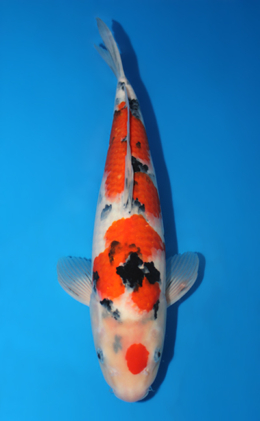 Showa - koi #x0501s024