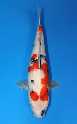 Showa - koi #x0501s026