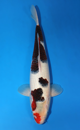Aigoromo - koi #x0501s029