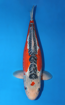 Shusui - koi #x0501s030