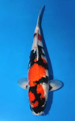 Showa - koi #x0501s033