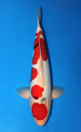 Doitsu Sanke - koi #x0501s034