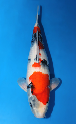 Showa - koi #x0501s035