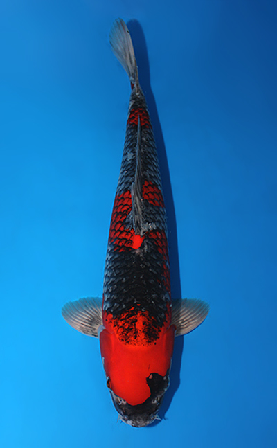 Goshiki - koi #x0501s036