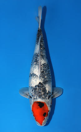 Ginrin Showa - koi #x0501s038