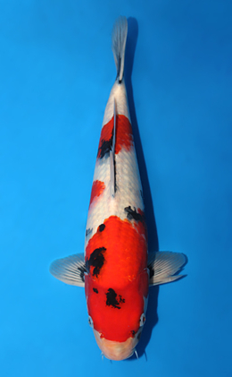 Showa - koi #x0501s040