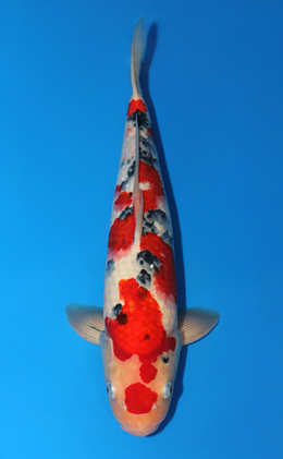 Showa - koi #x0501s041