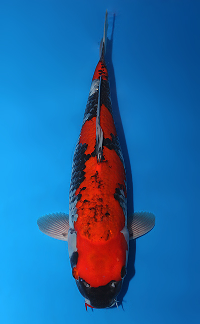 Goshiki - koi #x0501s042