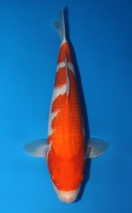 Kohaku - koi #x0501s045