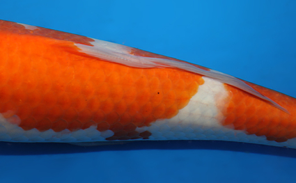 Kohaku - koi #x0501s045 - Side View A